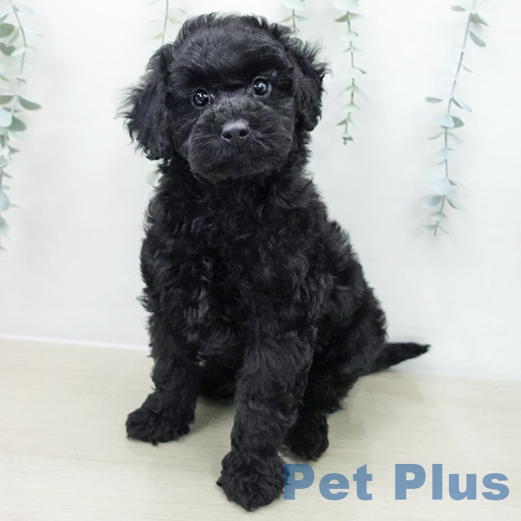 トイ・プードルの写真2