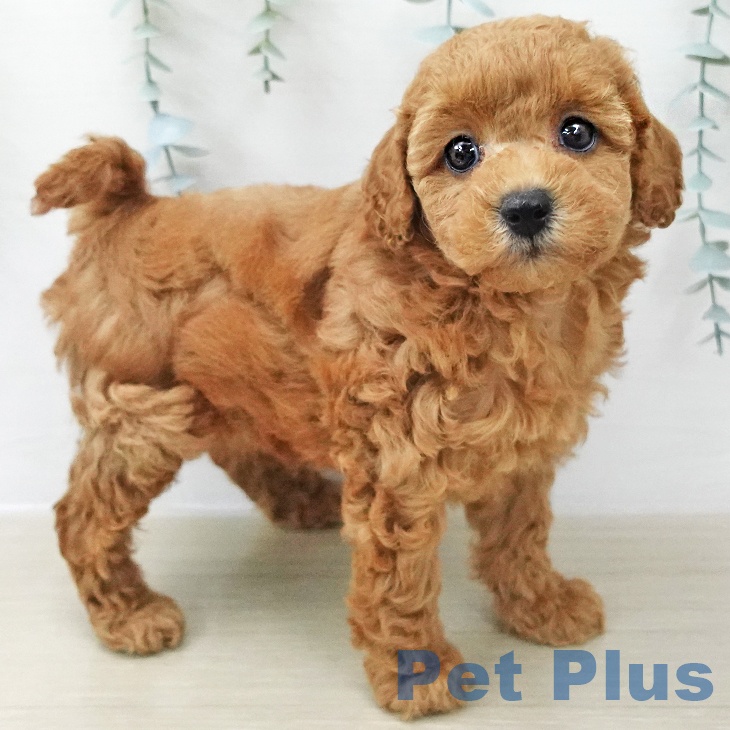 神奈川県のトイプードル(トイ) (ペットプラス アミーゴ藤沢店/2025年12月11日生まれ/女の子/アプリコット)の子犬の1枚目の画像