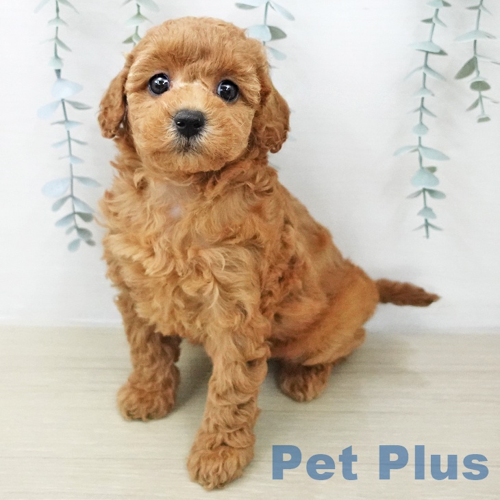 神奈川県のトイプードル(トイ) (ペットプラス アミーゴ藤沢店/2025年12月11日生まれ/女の子/アプリコット)の子犬の2枚目の画像