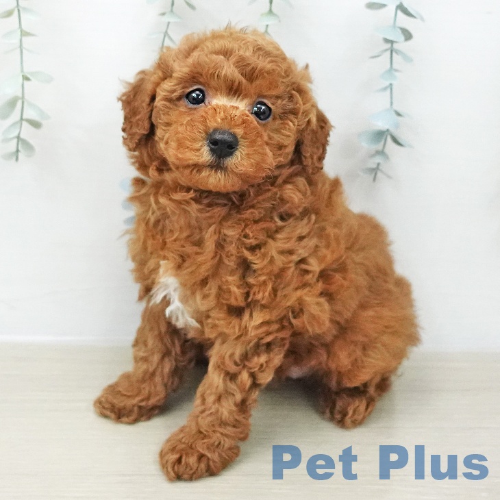 東京都のトイプードル(トイ) (ペットプラス 多摩平の森店/2025年12月11日生まれ/女の子/アプリコット)の子犬の1枚目の画像