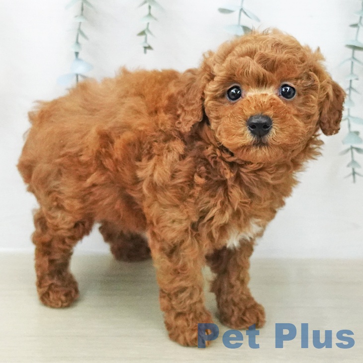 東京都のトイプードル(トイ) (ペットプラス 多摩平の森店/2025年12月11日生まれ/女の子/アプリコット)の子犬の2枚目の画像