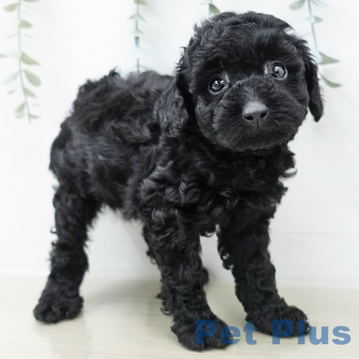 トイ・プードルの写真2