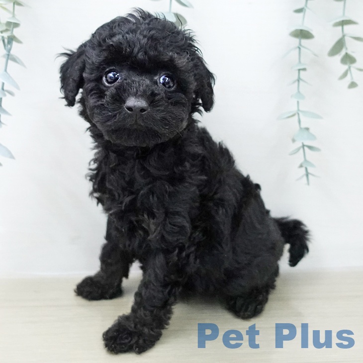 千葉県のトイプードル(トイ) (ペッツワン 千葉ニュータウン店/2025年12月10日生まれ/女の子/ブラックタン)の子犬の1枚目の画像