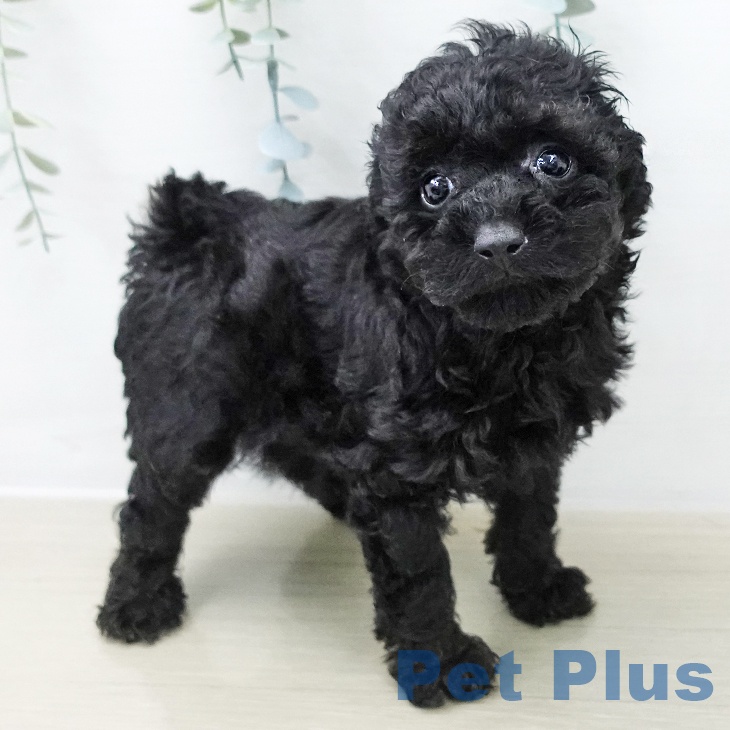 千葉県のトイプードル(トイ) (ペッツワン 千葉ニュータウン店/2025年12月10日生まれ/女の子/ブラックタン)の子犬の2枚目の画像