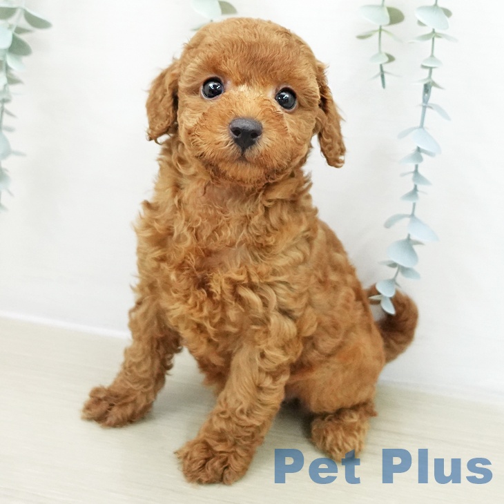 神奈川県のトイプードル(トイ) (ペットプラス 武蔵小杉店/2025年12月10日生まれ/女の子/アプリコット)の子犬の1枚目の画像