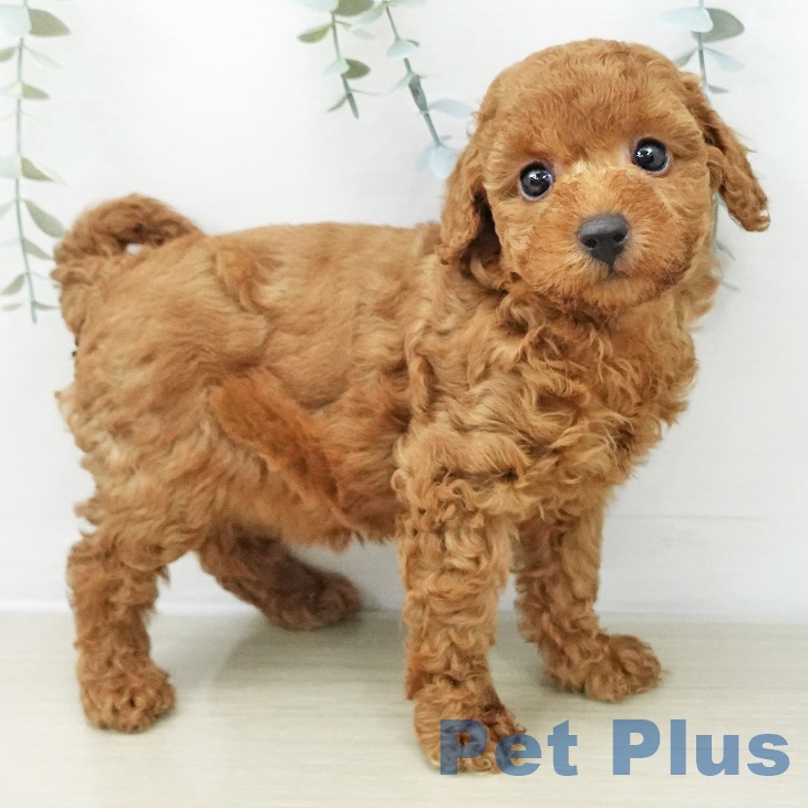 神奈川県のトイプードル(トイ) (ペットプラス 武蔵小杉店/2025年12月10日生まれ/女の子/アプリコット)の子犬の2枚目の画像