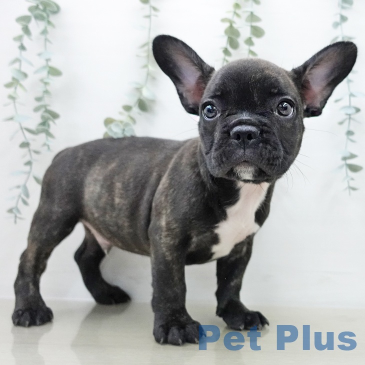 フレンチ・ブルドッグの写真2
