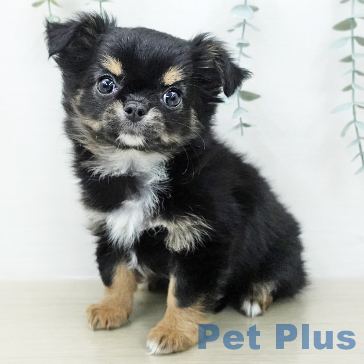 東京都のチワワ(ロング) (ペットプラス 立川高島屋S.C.店/2025年12月11日生まれ/女の子/ブラックタンホワイト)の子犬の1枚目の画像
