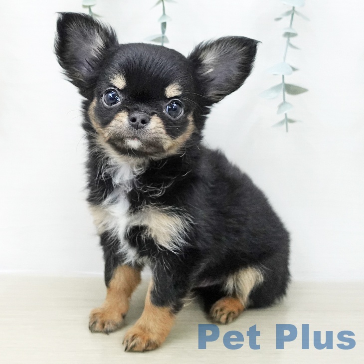 神奈川県のチワワ(ロング) (ペットプラス 湘南平塚店/2025年12月11日生まれ/女の子/ブラックタンホワイト)の子犬の1枚目の画像