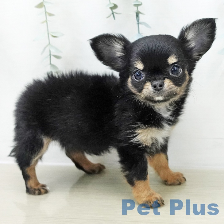 神奈川県のチワワ(ロング) (ペットプラス 湘南平塚店/2025年12月11日生まれ/女の子/ブラックタンホワイト)の子犬の2枚目の画像