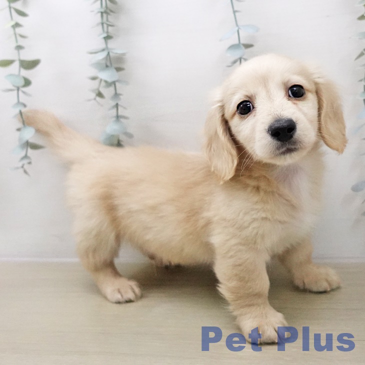 茨城県のミニチュアダックスフンド(ロング) (ペッツワン 阿見店/2025年12月11日生まれ/男の子/イエロー)の子犬の1枚目の画像