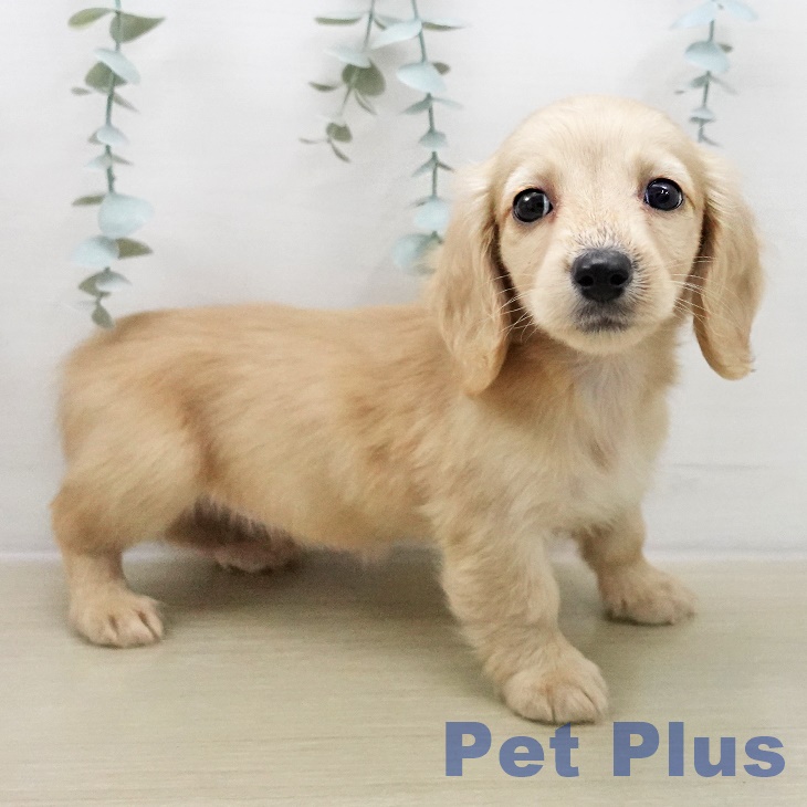 埼玉県のミニチュアダックスフンド(ロング) (ペッツワン 吉川美南店/2025年12月11日生まれ/女の子/イエロー)の子犬の1枚目の画像