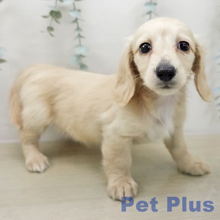 神奈川県のミニチュアダックスフンド(ロング) (ペッツワン 横須賀久里浜店/2025年12月11日生まれ/女の子/イエロー)の子犬