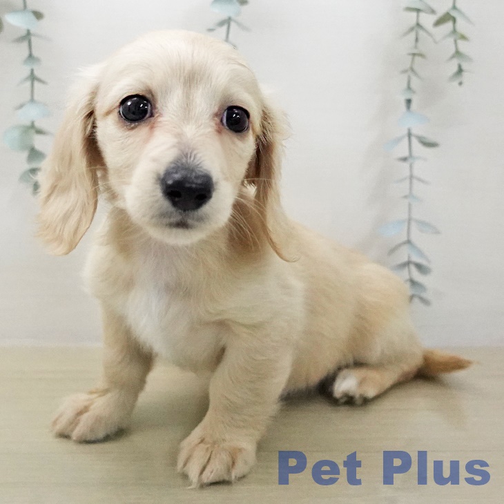 神奈川県のミニチュアダックスフンド(ロング) (ペッツワン 横須賀久里浜店/2025年12月11日生まれ/女の子/イエロー)の子犬の2枚目の画像