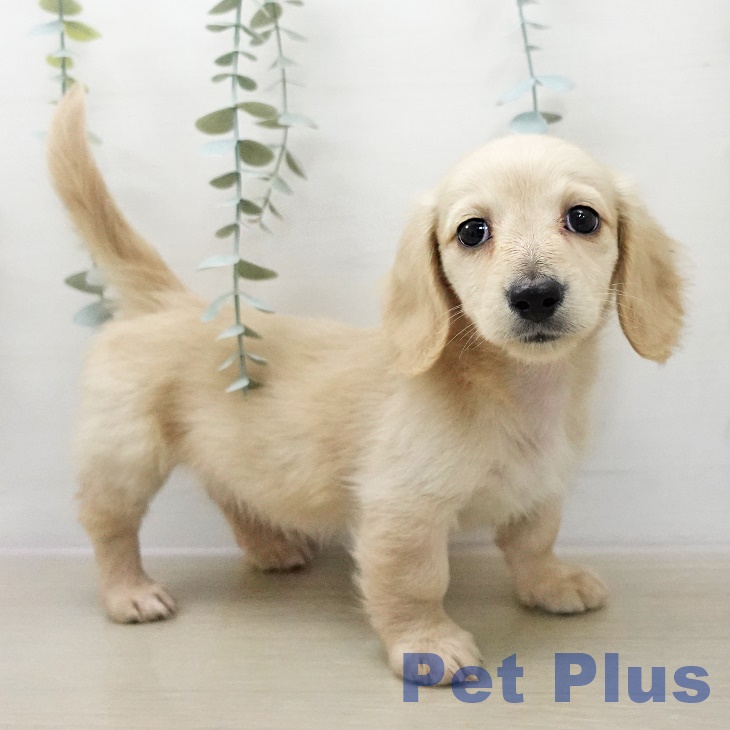 岩手県のミニチュアダックスフンド(ロング) (ペットプラス 盛岡南店/2025年12月11日生まれ/女の子/イエロー)の子犬の1枚目の画像