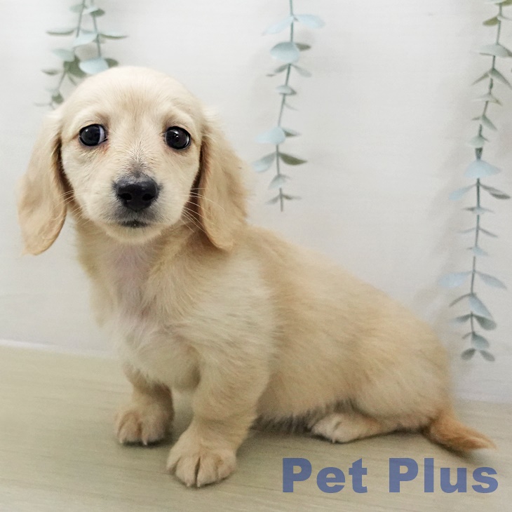 岩手県のミニチュアダックスフンド(ロング) (ペットプラス 盛岡南店/2025年12月11日生まれ/女の子/イエロー)の子犬の2枚目の画像