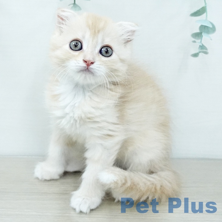 スコティッシュフォールド