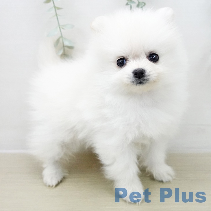 埼玉県のポメラニアン (ペットプラス 羽生店/2025年12月4日生まれ/女の子/クリーム)の子犬の2枚目の画像