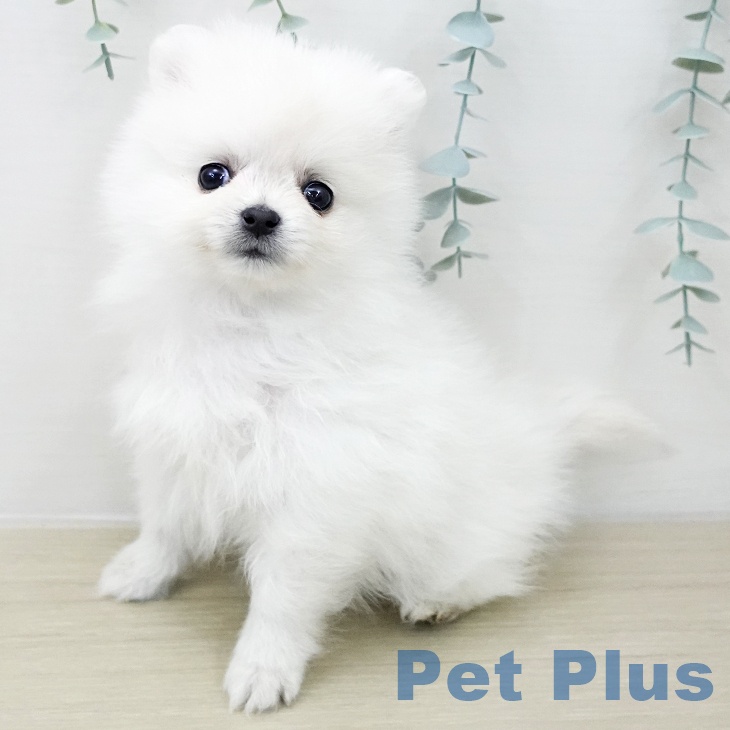 千葉県のポメラニアン (ペットプラス 幕張新都心店/2025年12月4日生まれ/女の子/クリーム)の子犬の1枚目の画像