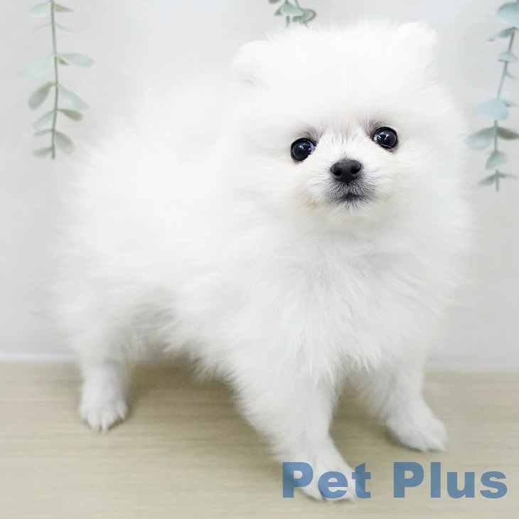 千葉県のポメラニアン (ペットプラス 幕張新都心店/2025年12月4日生まれ/女の子/クリーム)の子犬の2枚目の画像