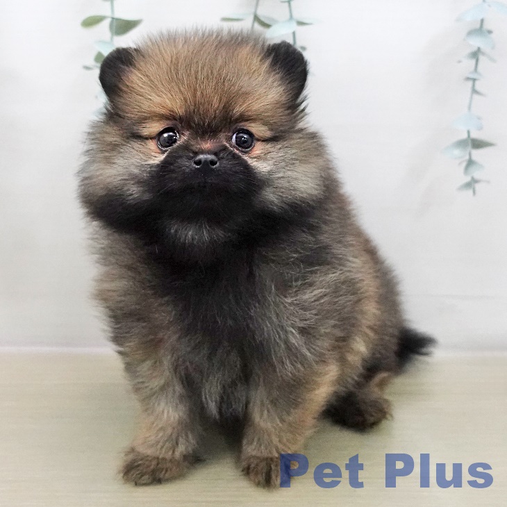 ポメラニアンの写真2