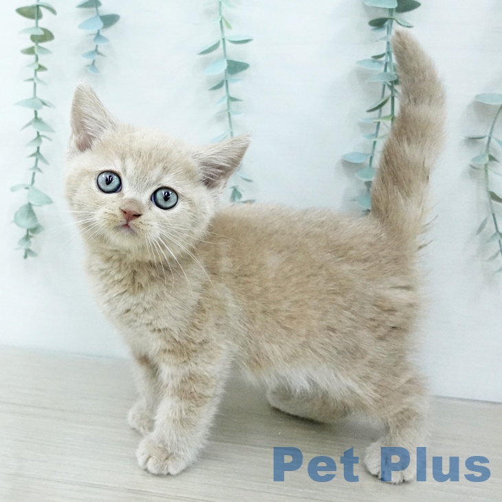 スコティッシュフォールド