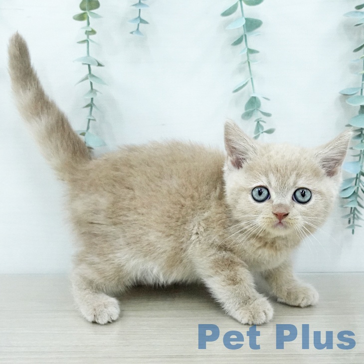 スコティッシュフォールドの写真2