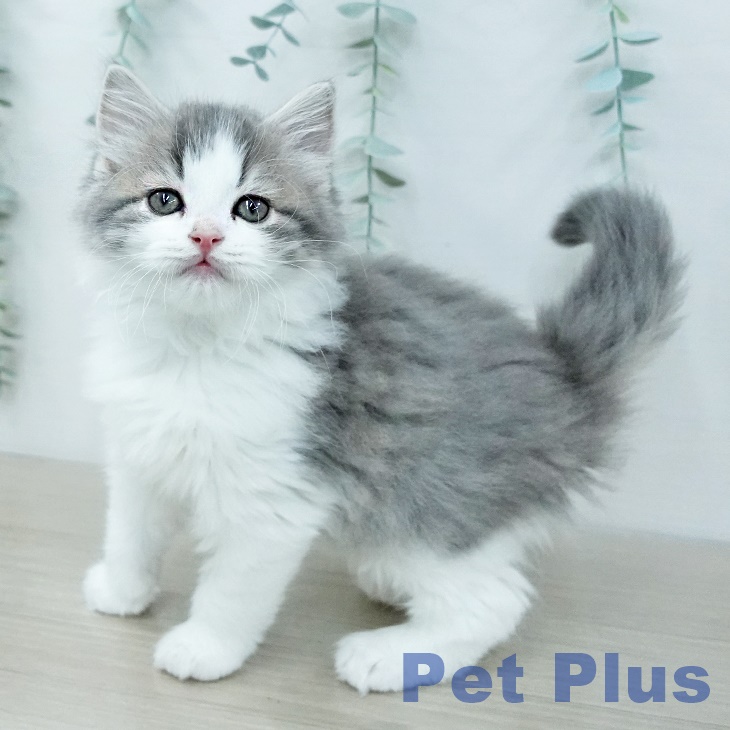 スコティッシュフォールド