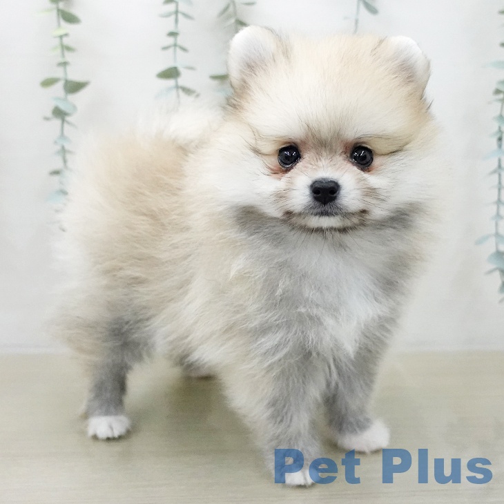 ポメラニアンの写真2