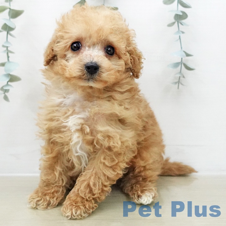 トイ・プードル