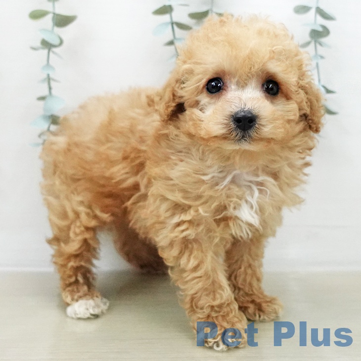 トイ・プードルの写真2