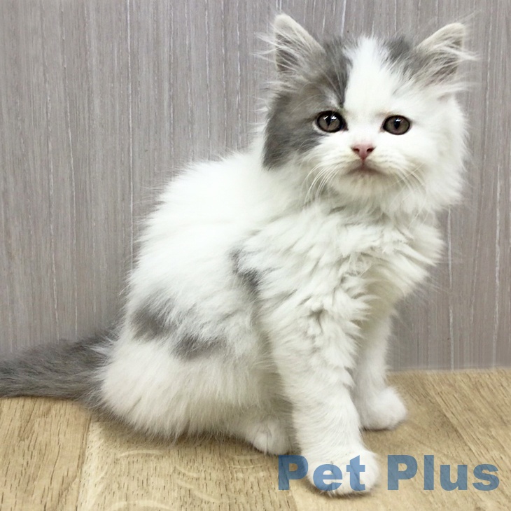 スコティッシュフォールド