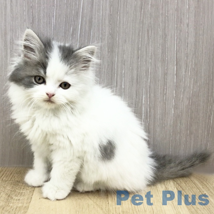 福島県のスコティッシュフォールド (ペットプラス 福島店/2025年12月9日生まれ/男の子/ブルータビーホワイト)の子猫の2枚目の画像