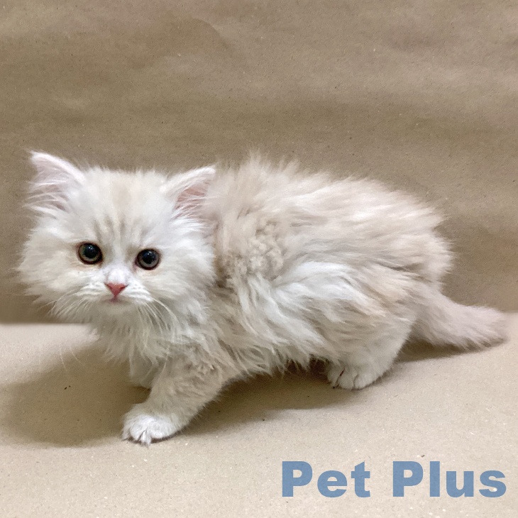 宮城県のスコティッシュフォールド (ペットプラス 仙台上杉店/2025年12月9日生まれ/女の子/クリームタビーホワイト)の子猫の1枚目の画像