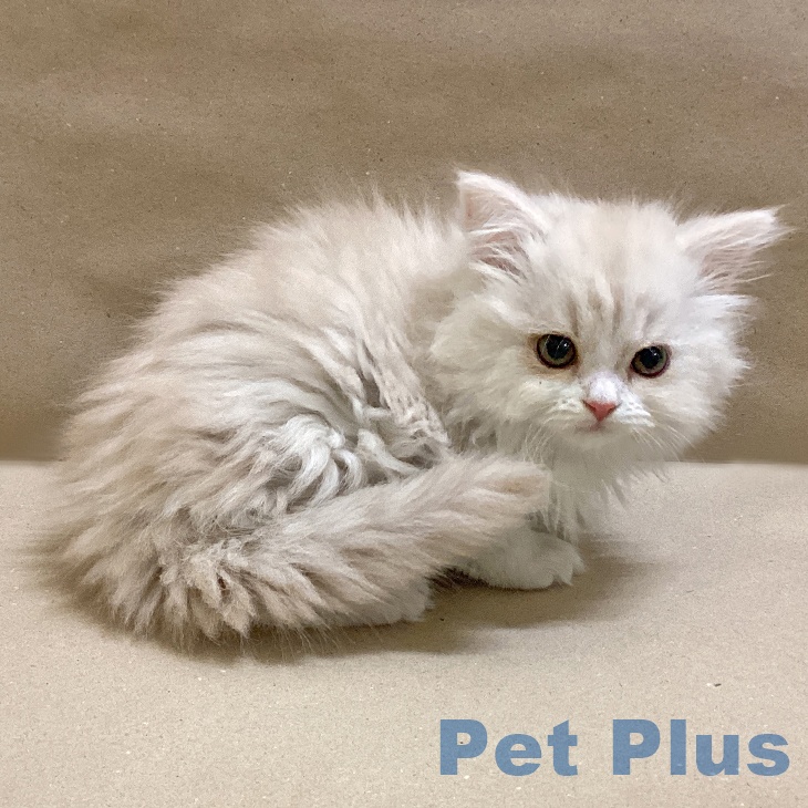 宮城県のスコティッシュフォールド (ペットプラス 仙台上杉店/2025年12月9日生まれ/女の子/クリームタビーホワイト)の子猫の2枚目の画像