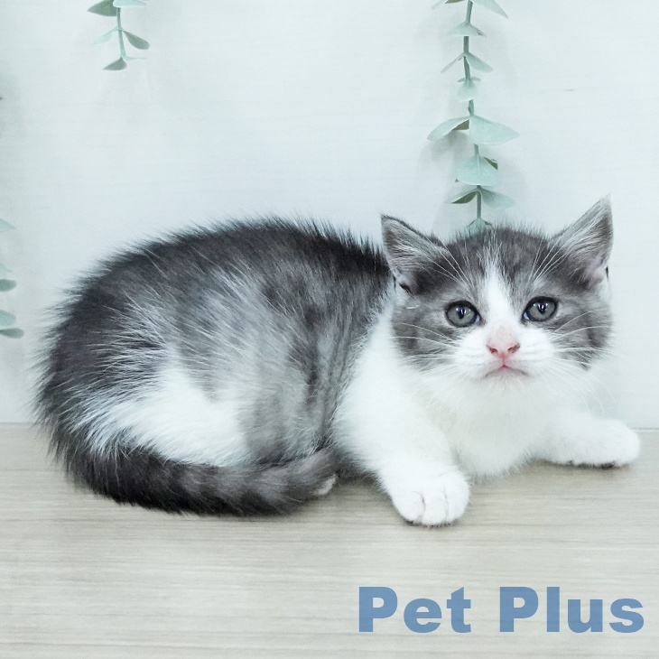 ミヌエットの写真2