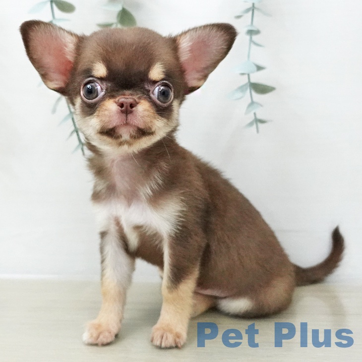 千葉県のチワワ(ロング) (ペットプラス 幕張新都心店/2025年12月2日生まれ/男の子/チョコレートタンホワイト)の子犬の2枚目の画像