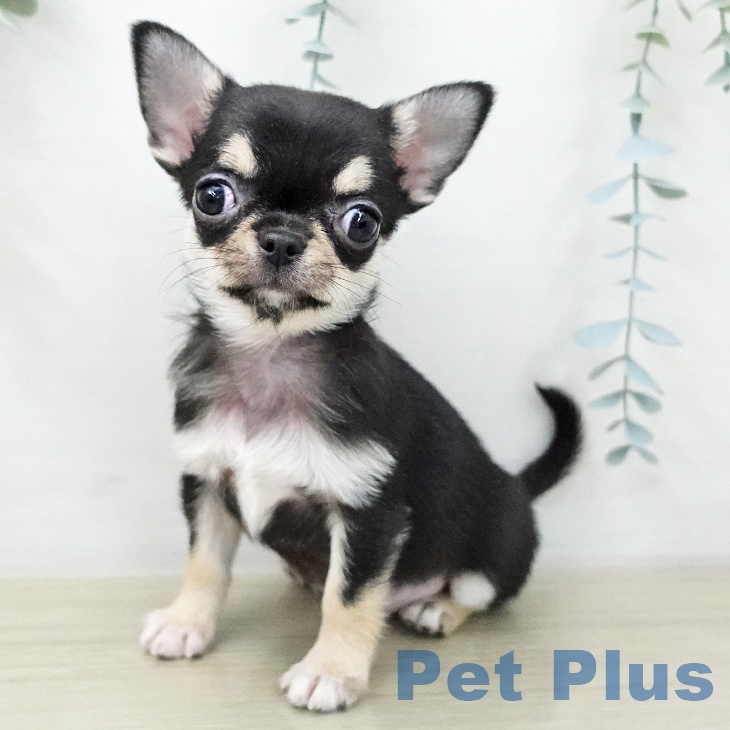 埼玉県のチワワ(ロング) (ペットプラス 羽生店/2025年12月2日生まれ/女の子/ブラックタンホワイト)の子犬の1枚目の画像