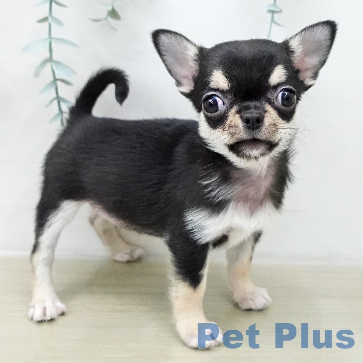 埼玉県のチワワ(ロング) (ペットプラス 羽生店/2025年12月2日生まれ/女の子/ブラックタンホワイト)の子犬の2枚目の画像