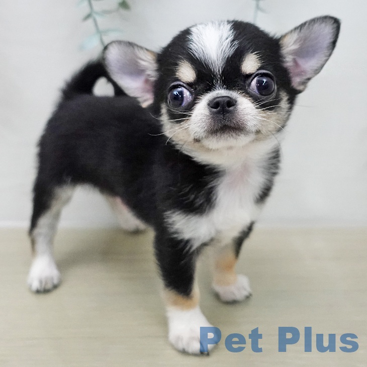埼玉県のチワワ(ロング) (ペットプラス 浦和美園店/2025年12月7日生まれ/男の子/ブラックタンホワイト)の子犬の1枚目の画像