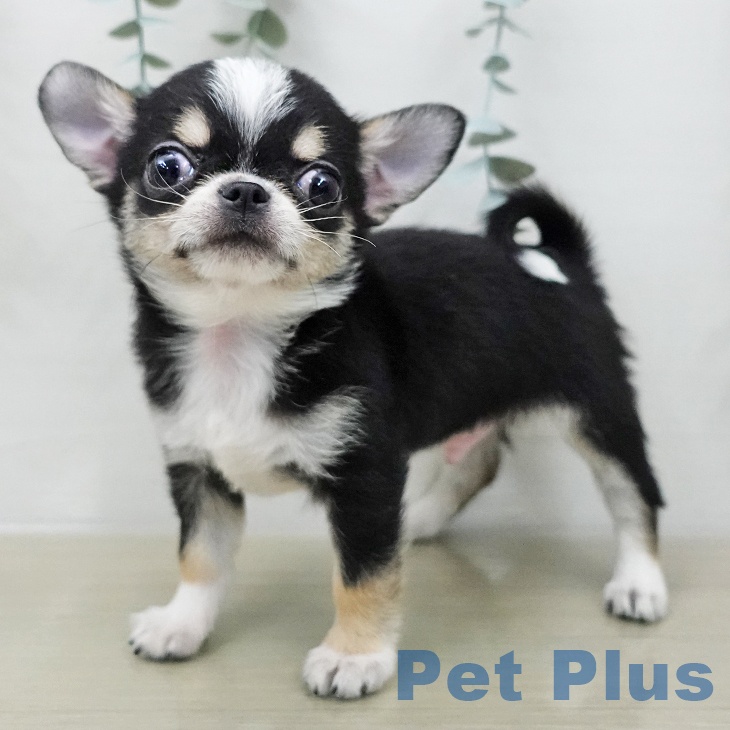 埼玉県のチワワ(ロング) (ペットプラス 浦和美園店/2025年12月7日生まれ/男の子/ブラックタンホワイト)の子犬の2枚目の画像