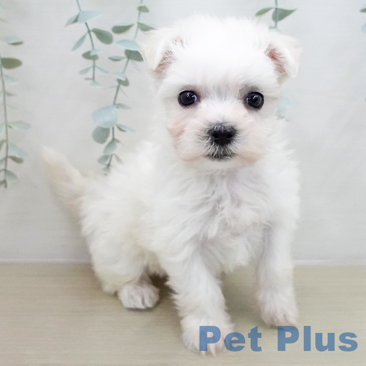 マルチーズの写真2