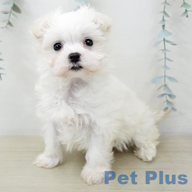 東京都のマルチーズ (ペットプラス 立川高島屋S.C.店/2025年12月4日生まれ/女の子/ホワイト)の子犬の1枚目の画像