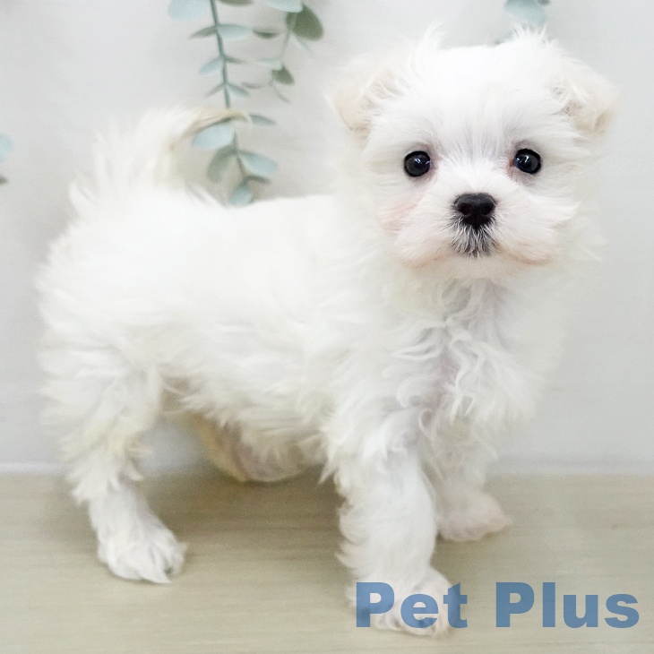 東京都のマルチーズ (ペットプラス 立川高島屋S.C.店/2025年12月4日生まれ/女の子/ホワイト)の子犬の2枚目の画像