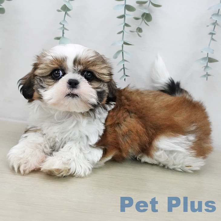 シー・ズーの写真2