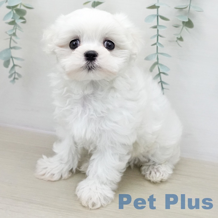 マルチーズの写真2