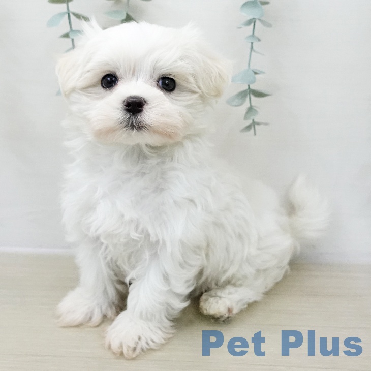 マルチーズの写真2