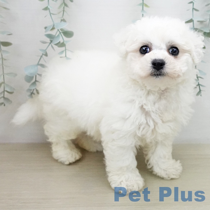 東京都のビションフリーゼ (ペットプラス アクアシティお台場店/2025年12月11日生まれ/男の子/ホワイト)の子犬の2枚目の画像
