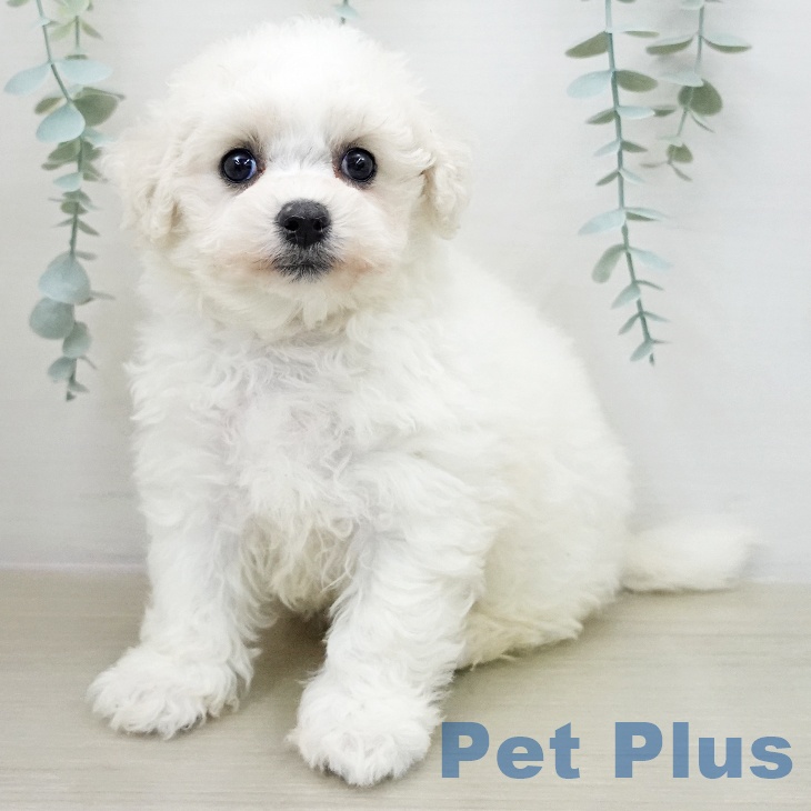 ビション・フリーゼ