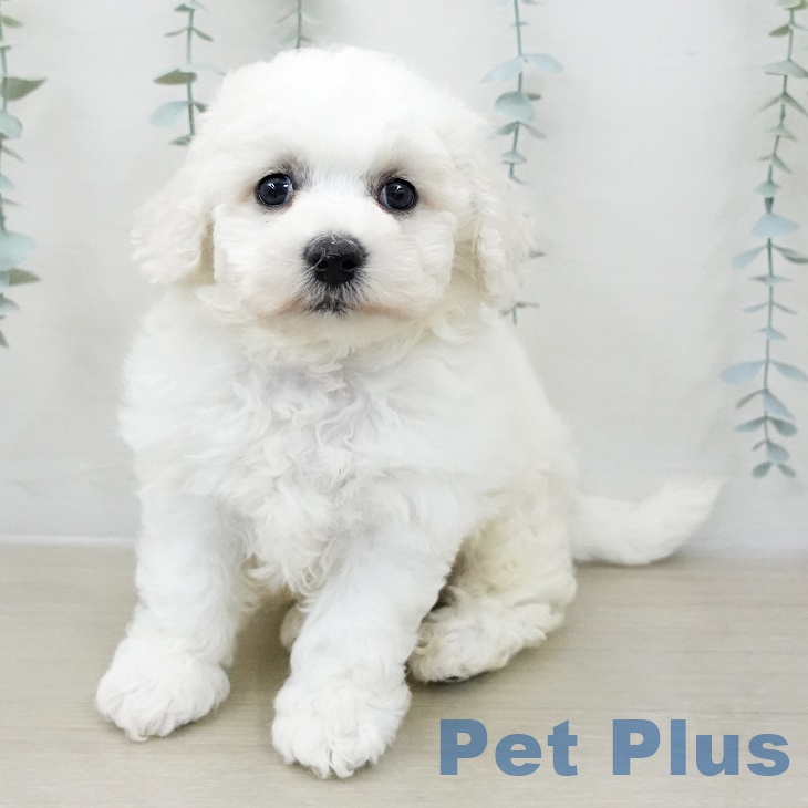神奈川県のビションフリーゼ (ペットプラス アミーゴ藤沢店/2025年12月11日生まれ/男の子/ホワイト)の子犬の1枚目の画像